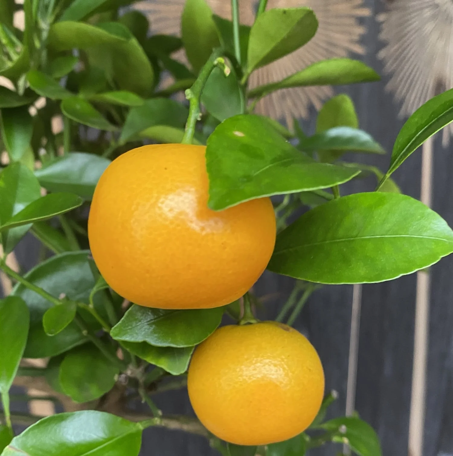 Citrina Orange